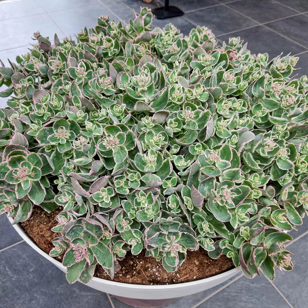 la succulents Buy La Vie en Rose Sedum