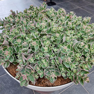 Sedum La Vie en Rose