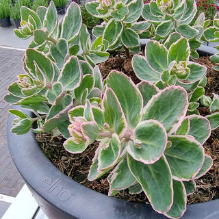 Sedum La Vie en Rose