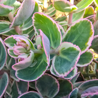 Sedum La Vie en Rose