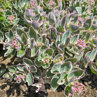 Sedum La Vie en Rose