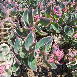 Sedum La Vie en Rose