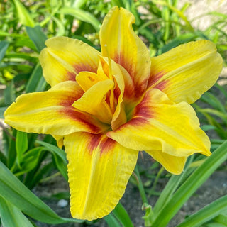 Daylily Mount Helena