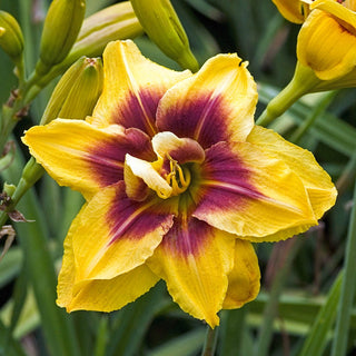 Daylily Mount Helena