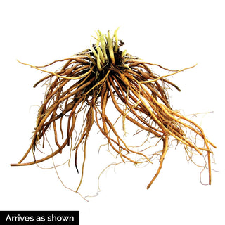 Daylily Mount Helena