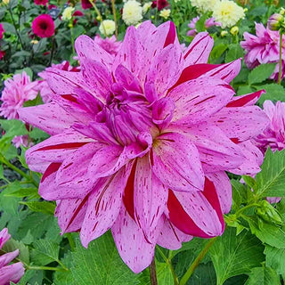 Decorative Dahlia Prince Carnival