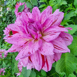 Decorative Dahlia Prince Carnival