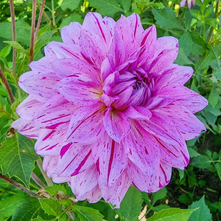 Decorative Dahlia Prince Carnival