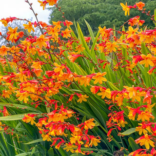 Crocosmia Harlequin