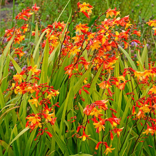 Crocosmia Harlequin