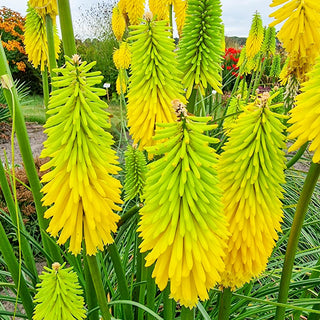 Red Hot Poker Bees Lemon