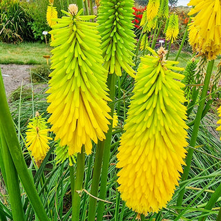 Red Hot Poker Bees Lemon