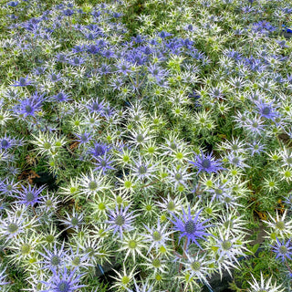 Mediterranean Sea Holly