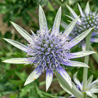 Mediterranean Sea Holly