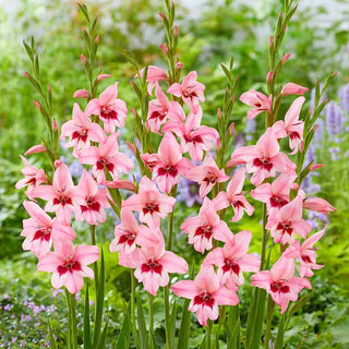 Abyssinian Gladiolus Summer Sunset