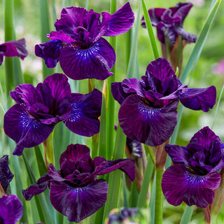 Siberian Iris Purplelicious