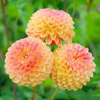 Giant Ball Dahlia Jowey Nicky