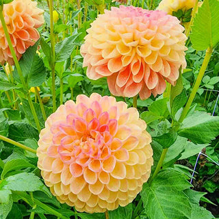 Giant Ball Dahlia Jowey Nicky