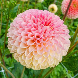 Giant Ball Dahlia Jowey Nicky