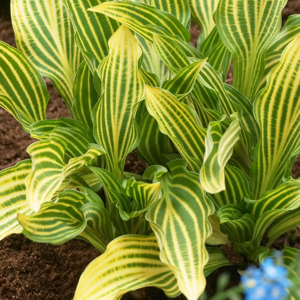 Siberian Tiger Hosta | K. van Bourgondien Wholesale Perennials
