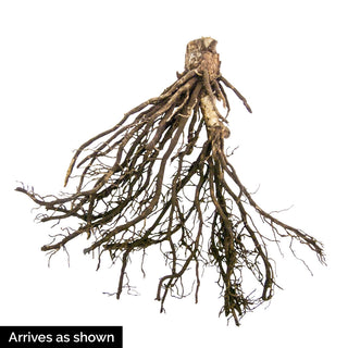 Hosta Siberian Tiger