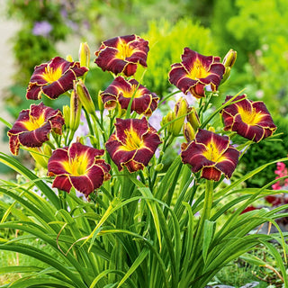Daylily Excellent