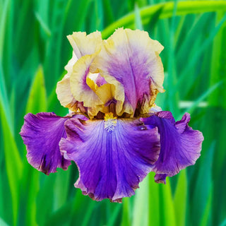 German Iris Café d'Amour