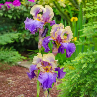 German Iris Café d'Amour