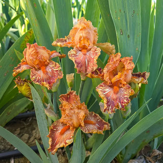German Iris Cheetah Cheese