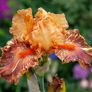 German Iris Cheetah Cheese
