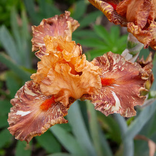 German Iris Cheetah Cheese