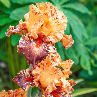 German Iris Cheetah Cheese
