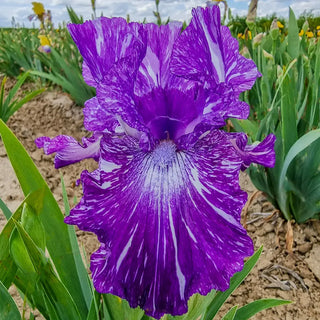 German Iris Out of Control