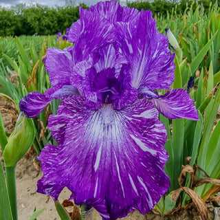 German Iris Out of Control