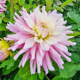 Dinnerplate Dahlia Titan Sweetness