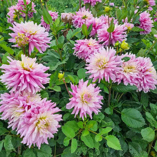 Dinnerplate Dahlia Titan Sweetness