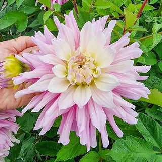 Dinnerplate Dahlia Titan Sweetness