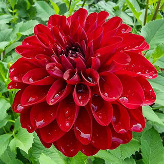 Decorative Dahlia Red Queen