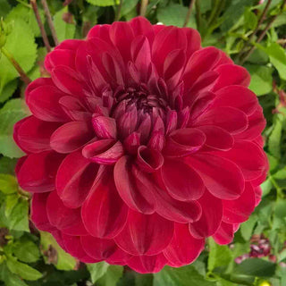 Decorative Dahlia Red Queen