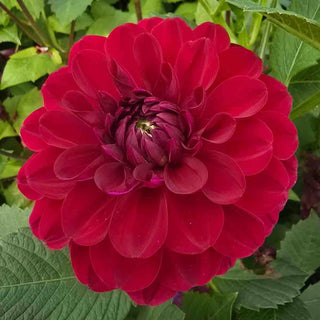 Decorative Dahlia Red Queen