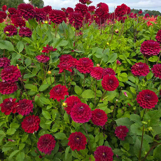 Decorative Dahlia Red Queen