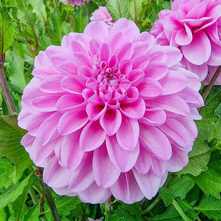 Decorative Dahlia Pink Pop