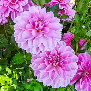 Decorative Dahlia Pink Pop