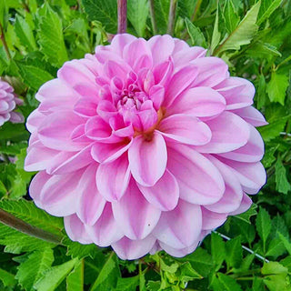 Decorative Dahlia Pink Pop