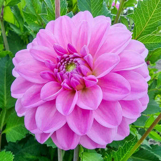 Decorative Dahlia Pink Pop
