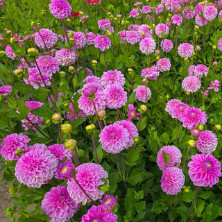 Decorative Dahlia Pink Pop