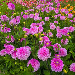 Decorative Dahlia Pink Pop