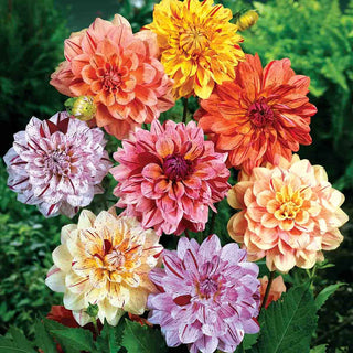 Summer Fireworks Dahlia Mix