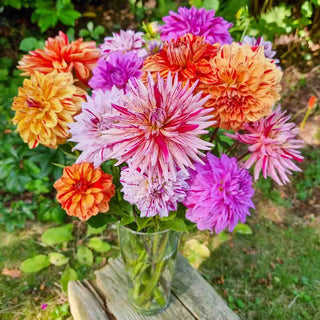 Summer Fireworks Dahlia Mix