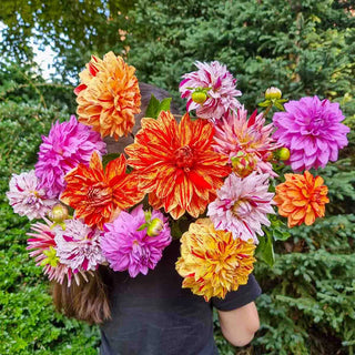 Summer Fireworks Dahlia Mix